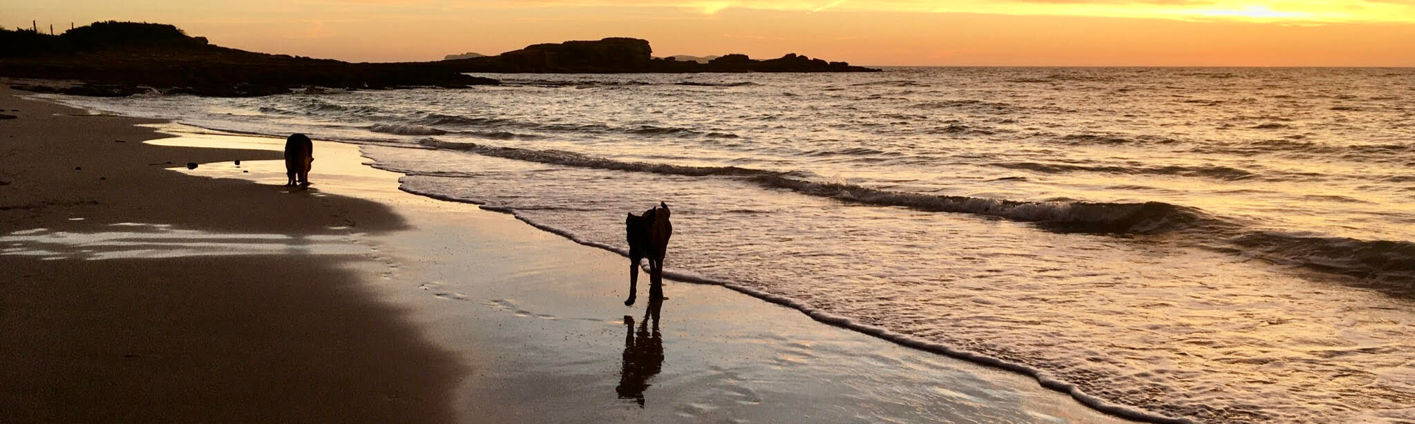 Hund am Strand